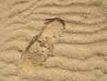 在阿拉伯沙漠的沙子上的脚印。