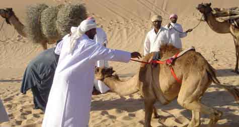 Arabes con sus camellos en el desierto